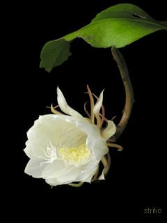 flowers 27.gif